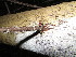  ( - YR_0057_K)  @11 [ ] CreativeCommons - Attribution Non-Commercial Share-Alike (2015) Cam Webb, Endro Setiawan & Hery Yanto Arnold Arboretum of Harvard University