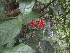  ( - YS_0841_H)  @11 [ ] CreativeCommons - Attribution Non-Commercial Share-Alike (2015) Yessi Santika Herbarium Bogoriense