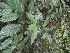  ( - YS_0841_H)  @11 [ ] CreativeCommons - Attribution Non-Commercial Share-Alike (2015) Yessi Santika Herbarium Bogoriense
