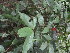  ( - YS_0841_H)  @11 [ ] CreativeCommons - Attribution Non-Commercial Share-Alike (2015) Yessi Santika Herbarium Bogoriense