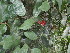  ( - YS_0841_H)  @11 [ ] CreativeCommons - Attribution Non-Commercial Share-Alike (2015) Yessi Santika Herbarium Bogoriense
