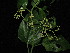  ( - YS_0852_K)  @11 [ ] CreativeCommons - Attribution Non-Commercial Share-Alike (2015) Yessi Santika Herbarium Bogoriense