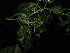  ( - YS_0852_K)  @11 [ ] CreativeCommons - Attribution Non-Commercial Share-Alike (2015) Yessi Santika Herbarium Bogoriense