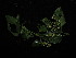  ( - YS_0852_K)  @11 [ ] CreativeCommons - Attribution Non-Commercial Share-Alike (2015) Yessi Santika Herbarium Bogoriense