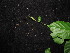  ( - YS_0852_K)  @11 [ ] CreativeCommons - Attribution Non-Commercial Share-Alike (2015) Yessi Santika Herbarium Bogoriense