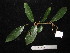  ( - YS_0854_K)  @11 [ ] CreativeCommons - Attribution Non-Commercial Share-Alike (2015) Yessi Santika Herbarium Bogoriense
