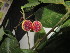  ( - YS_0857_H)  @11 [ ] CreativeCommons - Attribution Non-Commercial Share-Alike (2015) Yessi Santika Herbarium Bogoriense