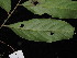  ( - YS_0895_H)  @11 [ ] CreativeCommons - Attribution Non-Commercial Share-Alike (2015) Yessi Santika Herbarium Bogoriense