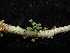  ( - YS_0895_H)  @11 [ ] CreativeCommons - Attribution Non-Commercial Share-Alike (2015) Yessi Santika Herbarium Bogoriense