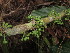  ( - YS_0895_H)  @11 [ ] CreativeCommons - Attribution Non-Commercial Share-Alike (2015) Yessi Santika Herbarium Bogoriense