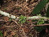  ( - YS_0895_H)  @11 [ ] CreativeCommons - Attribution Non-Commercial Share-Alike (2015) Yessi Santika Herbarium Bogoriense