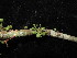  ( - YS_0895_H)  @11 [ ] CreativeCommons - Attribution Non-Commercial Share-Alike (2015) Yessi Santika Herbarium Bogoriense