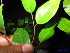  ( - XM_0103)  @11 [ ] CreativeCommons - Attribution Non-Commercial Share-Alike (2011) Cam Webb, Endro Setiawan & Hery Yanto Unspecified
