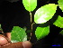  ( - XM_0103)  @11 [ ] CreativeCommons - Attribution Non-Commercial Share-Alike (2011) Cam Webb, Endro Setiawan & Hery Yanto Unspecified
