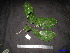  (Mallotus griffithianus - XM_0104)  @11 [ ] CreativeCommons - Attribution Non-Commercial Share-Alike (2011) Cam Webb, Endro Setiawan & Hery Yanto Unspecified