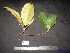  ( - XM_0127)  @11 [ ] CreativeCommons - Attribution Non-Commercial Share-Alike (2011) Cam Webb, Endro Setiawan & Hery Yanto Unspecified
