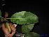  ( - XM_0127)  @11 [ ] CreativeCommons - Attribution Non-Commercial Share-Alike (2011) Cam Webb, Endro Setiawan & Hery Yanto Unspecified