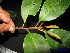 ( - XM_0127)  @11 [ ] CreativeCommons - Attribution Non-Commercial Share-Alike (2011) Cam Webb, Endro Setiawan & Hery Yanto Unspecified