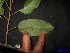  ( - XM_0131)  @11 [ ] CreativeCommons - Attribution Non-Commercial Share-Alike (2011) Cam Webb, Endro Setiawan & Hery Yanto Unspecified