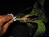  ( - XM_0143)  @11 [ ] CreativeCommons - Attribution Non-Commercial Share-Alike (2011) Cam Webb, Endro Setiawan & Hery Yanto Unspecified