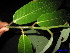  ( - XM_0146)  @11 [ ] CreativeCommons - Attribution Non-Commercial Share-Alike (2011) Cam Webb, Endro Setiawan & Hery Yanto Unspecified