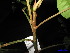  (Dysoxylum cauliflorum - XM_0162)  @11 [ ] CreativeCommons - Attribution Non-Commercial Share-Alike (2011) Cam Webb, Endro Setiawan & Hery Yanto Unspecified