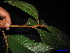  (Lithocarpus caudatifolius - XM_0187)  @11 [ ] CreativeCommons - Attribution Non-Commercial Share-Alike (2011) Cam Webb, Endro Setiawan & Hery Yanto Unspecified