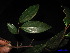  ( - XM_0190)  @11 [ ] CreativeCommons - Attribution Non-Commercial Share-Alike (2011) Cam Webb, Endro Setiawan & Hery Yanto Unspecified