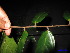  ( - XM_0192)  @11 [ ] CreativeCommons - Attribution Non-Commercial Share-Alike (2011) Cam Webb, Endro Setiawan & Hery Yanto Unspecified