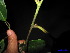  ( - XM_0198)  @11 [ ] CreativeCommons - Attribution Non-Commercial Share-Alike (2011) Cam Webb, Endro Setiawan & Hery Yanto Unspecified