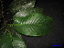  ( - XM_0019)  @11 [ ] CreativeCommons - Attribution Non-Commercial Share-Alike (2011) Cam Webb, Endro Setiawan & Hery Yanto Unspecified