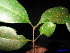  ( - XM_0216)  @11 [ ] CreativeCommons - Attribution Non-Commercial Share-Alike (2011) Cam Webb, Endro Setiawan & Hery Yanto Unspecified