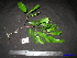 ( - XM_0229)  @11 [ ] CreativeCommons - Attribution Non-Commercial Share-Alike (2011) Cam Webb, Endro Setiawan & Hery Yanto Unspecified