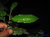  ( - XM_0229)  @11 [ ] CreativeCommons - Attribution Non-Commercial Share-Alike (2011) Cam Webb, Endro Setiawan & Hery Yanto Unspecified