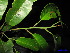  ( - XM_0229)  @11 [ ] CreativeCommons - Attribution Non-Commercial Share-Alike (2011) Cam Webb, Endro Setiawan & Hery Yanto Unspecified