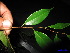  ( - XM_0248)  @11 [ ] CreativeCommons - Attribution Non-Commercial Share-Alike (2011) Cam Webb, Endro Setiawan & Hery Yanto Unspecified