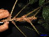  ( - XM_0254)  @11 [ ] CreativeCommons - Attribution Non-Commercial Share-Alike (2011) Cam Webb, Endro Setiawan & Hery Yanto Unspecified