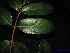  (Santiria tomentosa - XM_0265)  @11 [ ] CreativeCommons - Attribution Non-Commercial Share-Alike (2011) Cam Webb, Endro Setiawan & Hery Yanto Unspecified