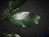  (Dipterocarpus grandiflorus - XM_0271)  @11 [ ] CreativeCommons - Attribution Non-Commercial Share-Alike (2011) Cam Webb, Endro Setiawan & Hery Yanto Unspecified