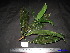  (Blumeodendron - XM_0282)  @11 [ ] CreativeCommons - Attribution Non-Commercial Share-Alike (2011) Cam Webb, Endro Setiawan & Hery Yanto Unspecified