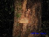  ( - XM_0408)  @11 [ ] CreativeCommons - Attribution Non-Commercial Share-Alike (2013) Cam Webb, Endro Setiawan & Hery Yanto Arnold Arboretum of Harvard University