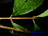  ( - XM_0542)  @11 [ ] CreativeCommons - Attribution Non-Commercial Share-Alike (2013) Cam Webb, Endro Setiawan & Hery Yanto Arnold Arboretum of Harvard University