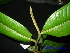  ( - XM_0568)  @11 [ ] CreativeCommons - Attribution Non-Commercial Share-Alike (2013) Cam Webb, Endro Setiawan & Hery Yanto Arnold Arboretum of Harvard University