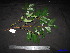  ( - XM_0084)  @11 [ ] CreativeCommons - Attribution Non-Commercial Share-Alike (2011) Cam Webb, Endro Setiawan & Hery Yanto Unspecified