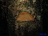 (Casearia tuberculata - XM_0008)  @11 [ ] CreativeCommons - Attribution Non-Commercial Share-Alike (2011) Cam Webb, Endro Setiawan & Hery Yanto Unspecified