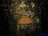  ( - XM_0008)  @11 [ ] CreativeCommons - Attribution Non-Commercial Share-Alike (2011) Cam Webb, Endro Setiawan & Hery Yanto Unspecified