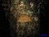  ( - XM_0008)  @11 [ ] CreativeCommons - Attribution Non-Commercial Share-Alike (2011) Cam Webb, Endro Setiawan & Hery Yanto Unspecified