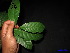  ( - XM_0091)  @11 [ ] CreativeCommons - Attribution Non-Commercial Share-Alike (2011) Cam Webb, Endro Setiawan & Hery Yanto Unspecified