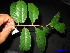  ( - XM_0091)  @11 [ ] CreativeCommons - Attribution Non-Commercial Share-Alike (2011) Cam Webb, Endro Setiawan & Hery Yanto Unspecified