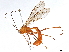  (Netelia Malaise9833 - BIOUG51297-D03)  @14 [ ] CreativeCommons - Attribution (2020) CBG Photography Group Centre for Biodiversity Genomics